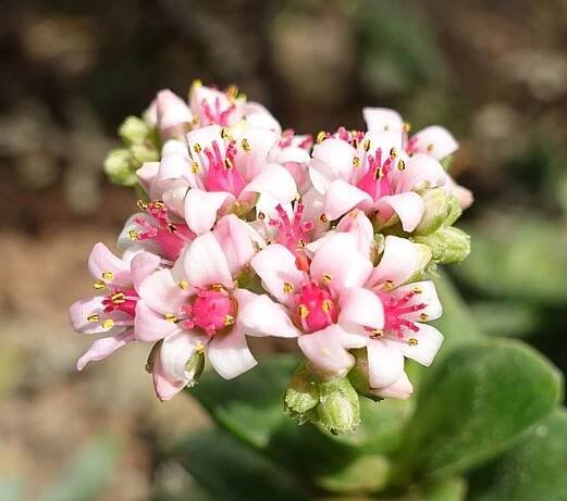 flores de suculenta
