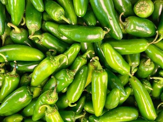 Paprika sazenice - Pálivý pepř - Jalapeño