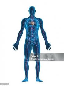 Stock fotografie Lidské Srdce A Cévní Systém – stáhnout obrázek nyní - Lidské tělo, Anatomie, Trojrozměrným prostorem - Popis