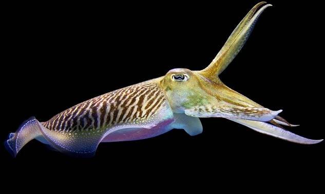Giant cuttlefish 1