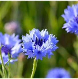 BIO Chrpa modrá - Centaurea cyanus - semena chrpy - 30 ks
