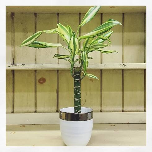 Low light - Dracaena Fragrans.jpg