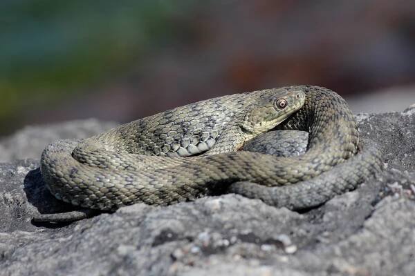 Natrix - Wikipedia