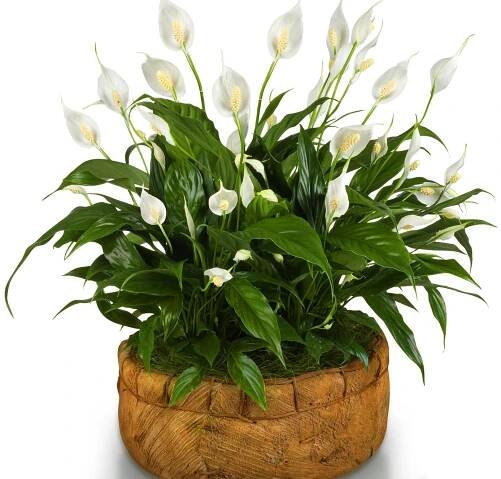Co se stane, když zasadíte spathiphyllum do velkého květináče?