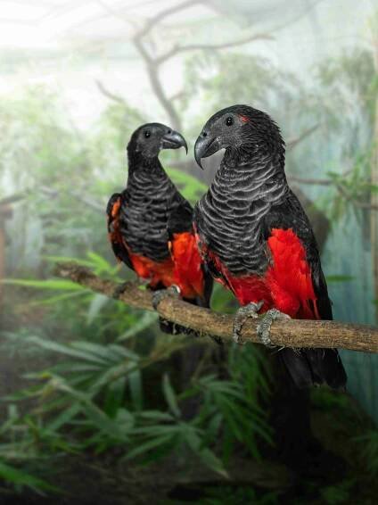 Zoo Praha v sobotu otevře Rákosův pavilon | Babinet.cz