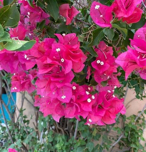 ADOBE ROSE INN - Updated 2025 Prices & B&B Reviews (Tucson, AZ)