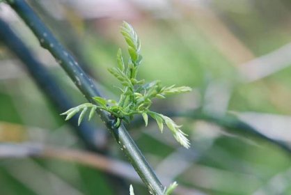 Jerlín japonský Pendula - jarní pučení (Sophora japonica), listy