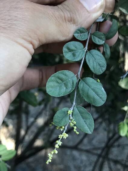 Sageretia thea – eFlora of India
