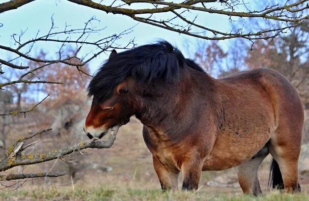 Dobrá zpráva z Podyjí. Po několika letech přijdou na svět hříbata divokých koní