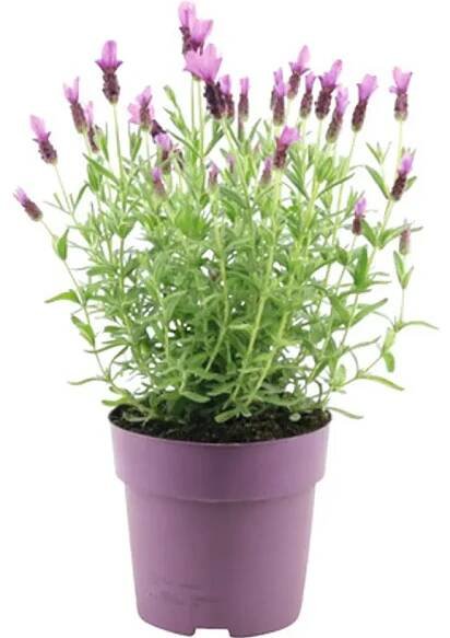 Levandule smilovitá FloraSelf Lavandula stoechas 'Anouk' Obrázek produktu 