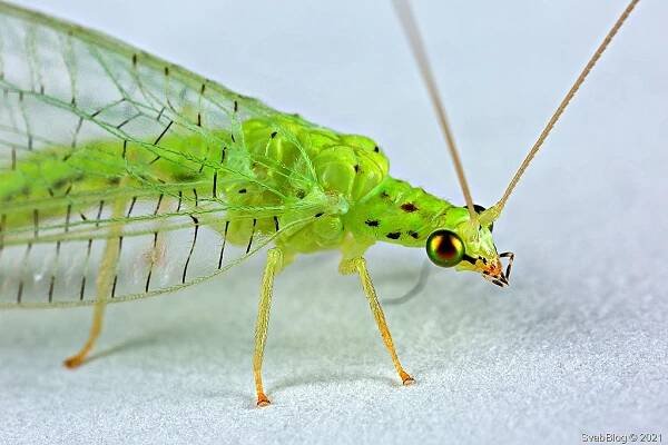 Zlatoočko Chrysotropia ciliata