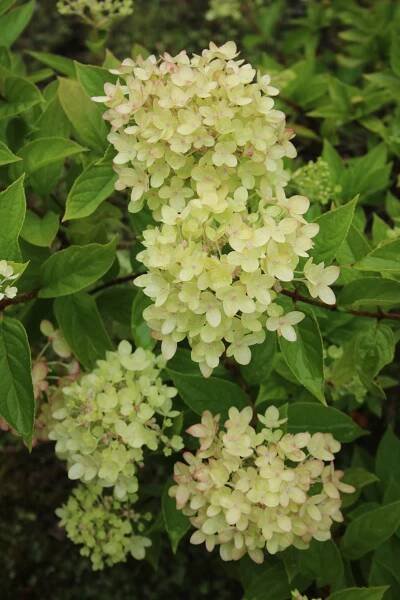 Hydrangea paniculata 'Little Lime'