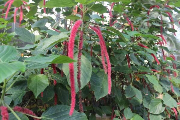 Acalypha hispida