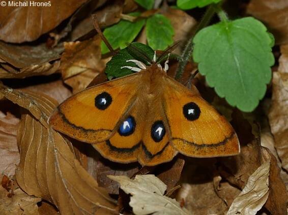 Aglia tau - martináč bukový | Saturniidae - martináčovití | Natura Bohemica
