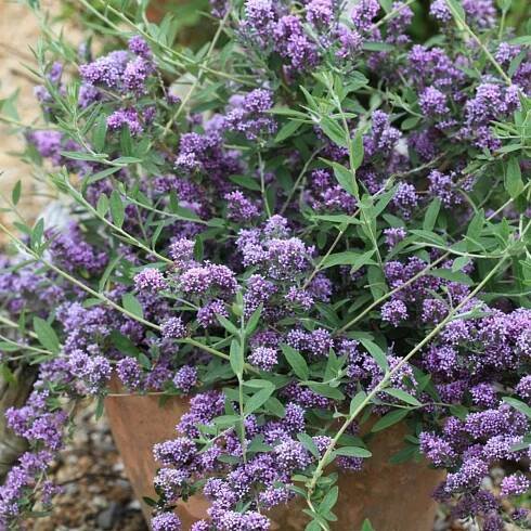 Budleja alternifolia Unique