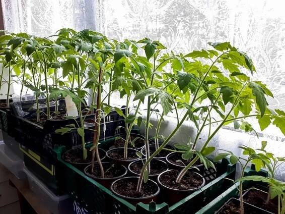 Přírodní hnojivo pro sazenice rajčat a paprik. Rostliny budou silnější než kdy předtím. Bohatou úrodu vám bude každý tiše závidět
