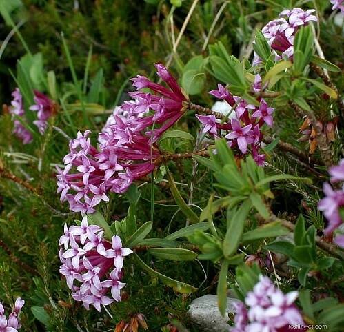 Lýkovec pruhovaný (Daphne striata), květy, květenství