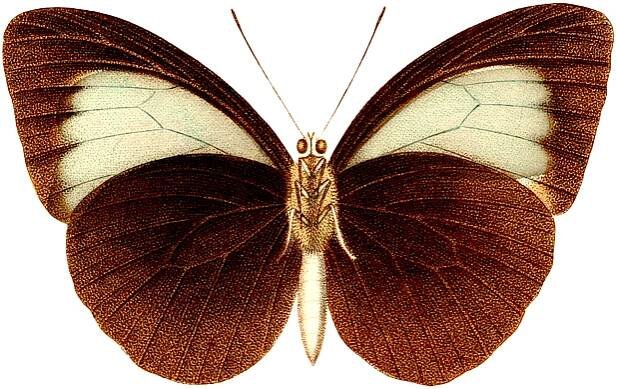 brown and tan butterfly image