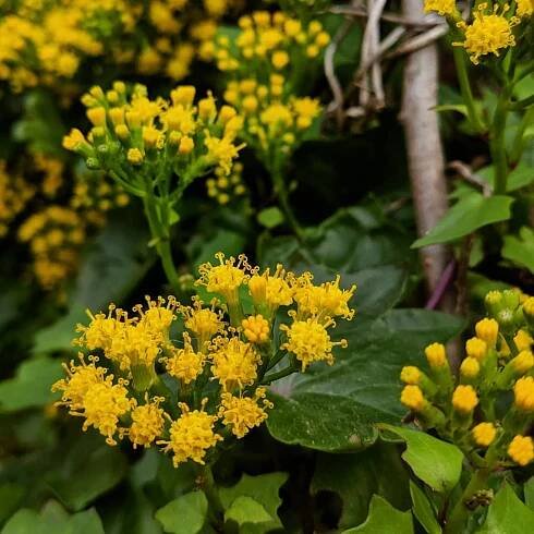 Cape Ivy ( Delairea odorata )