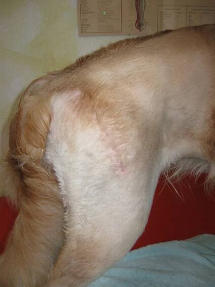 hund-ok.de » Meine Patienten