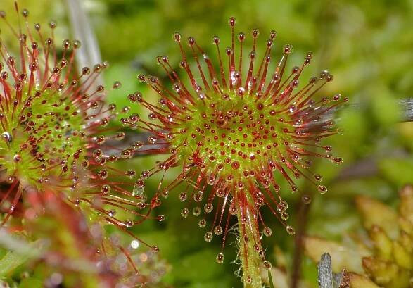 Drosera rotundifolia: kompletní péče pro začátečníky