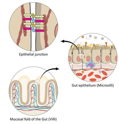anatomie lidského střeva - epitelová tkáň stock ilustrace