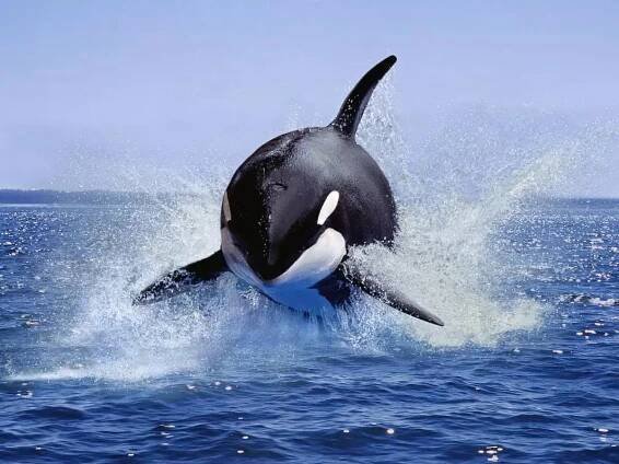Why Jessica Radcliffe’s Orca 'attack' clip went viral and what your brain does in moments of shock