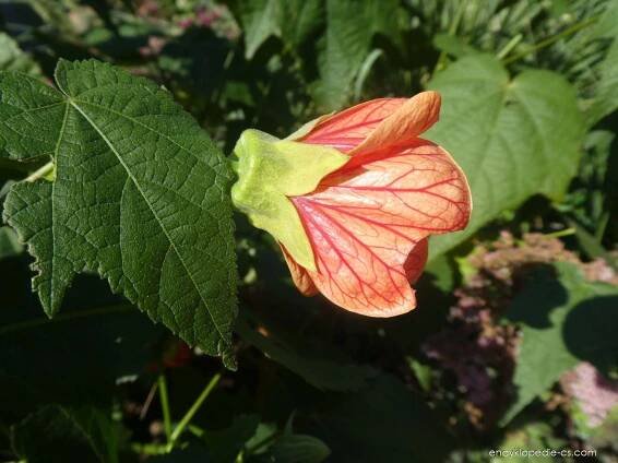 Podslunečník pruhovaný (Abutilon striatum)