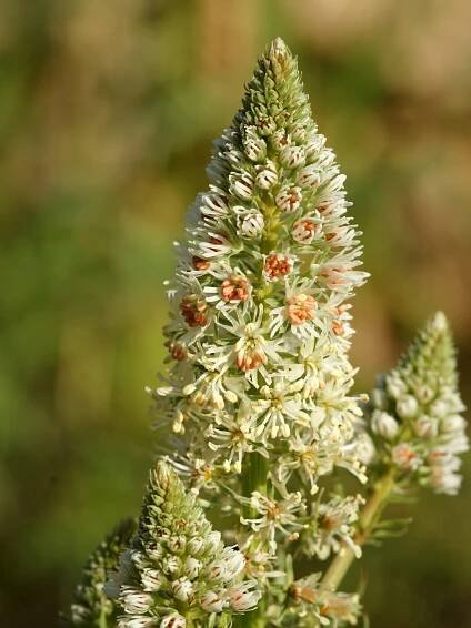 Reseda alba