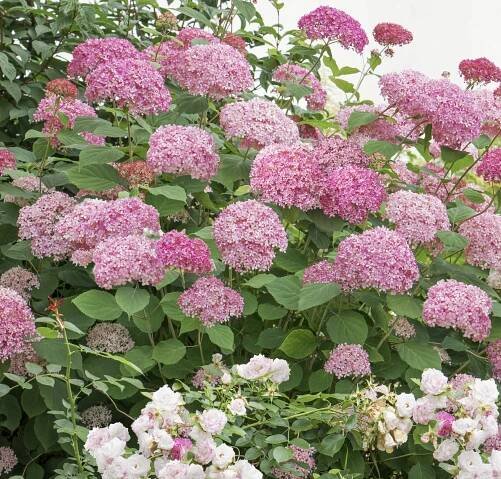 Schneeballhortensie ‘Pink Annabelle’ 