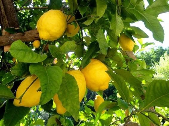 Amalfi Lemon (2025) - All You Need to Know BEFORE You Go (with Reviews & Photos)