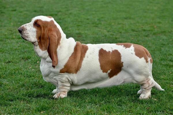 Basset hound - PLEMENA PSŮ