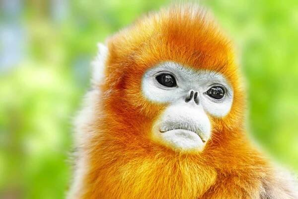 Výstava v Pekingu a spolupráce Zoo Praha s Čínou