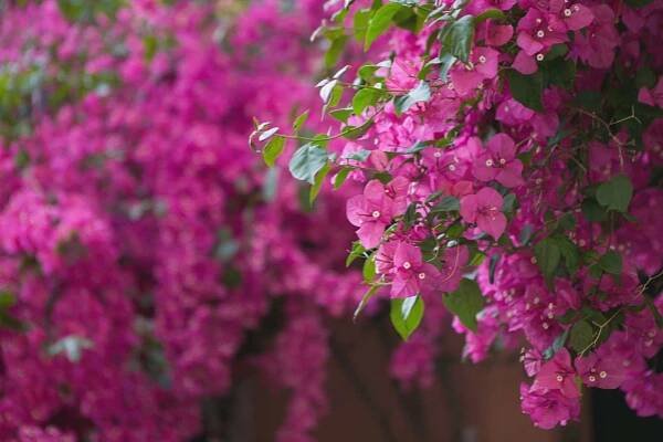 Bougainvillea