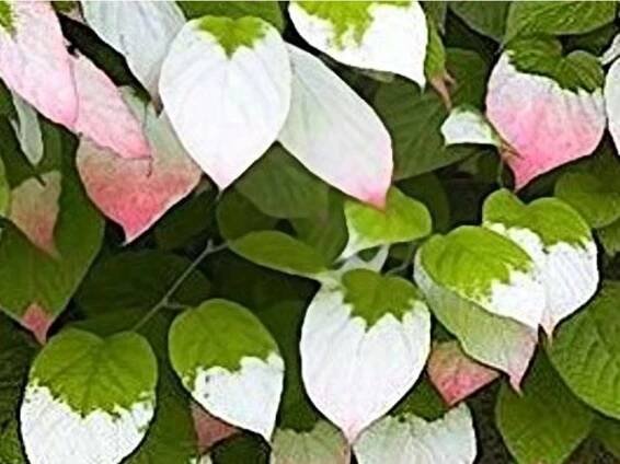 Kiwi 'Sentyabraskaya'