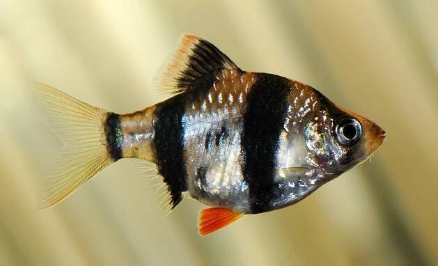 Sumatran Barbus: Chov, obsah, popis, fotografie, video