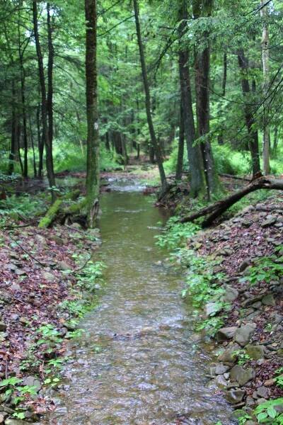 Trout Run (East Branch Fishing Creek tributary)
