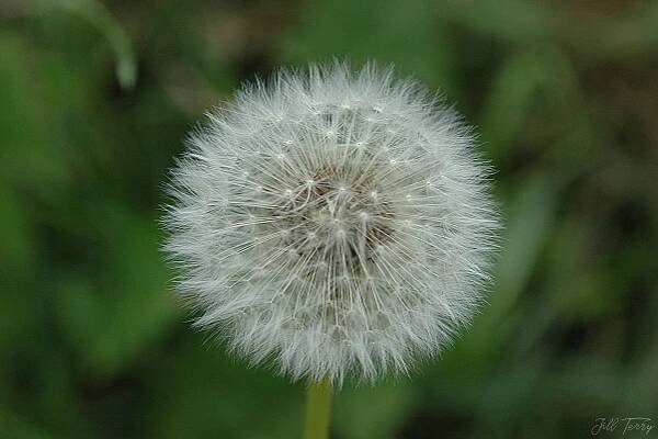 The Humble Dandelion – Art by Jill Terry