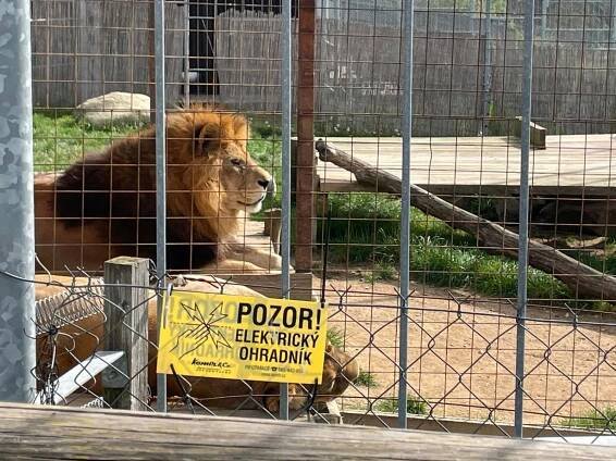 Výlet zavedl děti z mračcké mateřinky MiniSvět tentokrát do ZOO Tábor