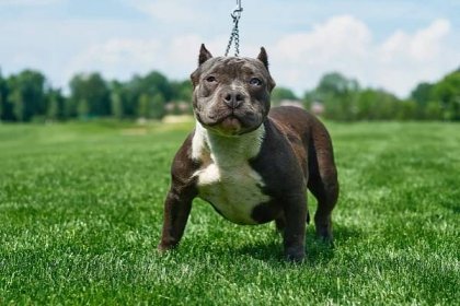 American Bully: The Ultimate Guide and Facts