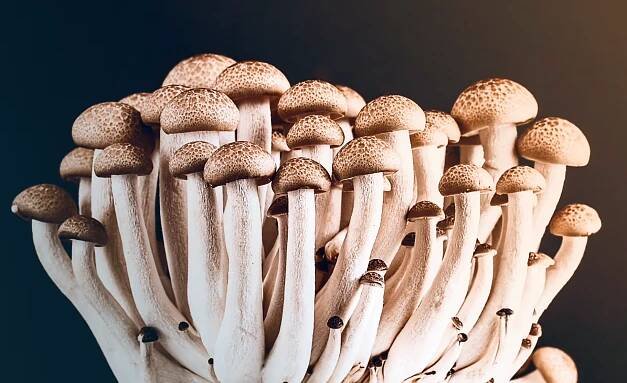 LEARN THE POSITIVE EFFECTS OF MICRODOSING MAGIC MUSHROOMS - Online Wellness Dispensary