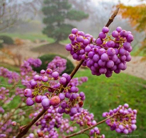 Krásnoplodka japonská Heavy Berry (Callicarpa japonica)