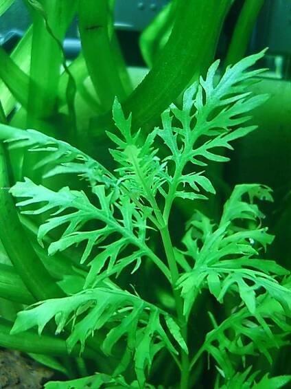 Hygrophila difformis - mokřanka trojkvětá