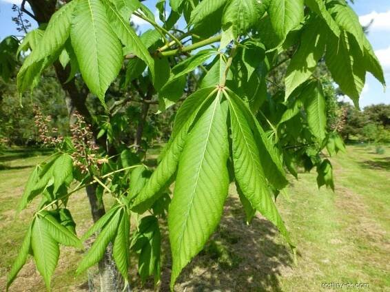 Jírovec Dupontův - mladý list (Aesculus x dupontii var hessei)
