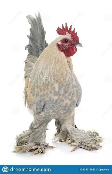 a white and gray chicken with red combs on it's head, standing in front of a white background
