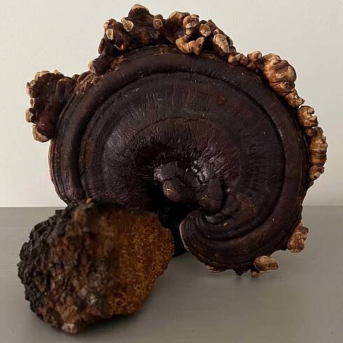 Wild Chaga & Purple Reishi extract 30ml - Image 3