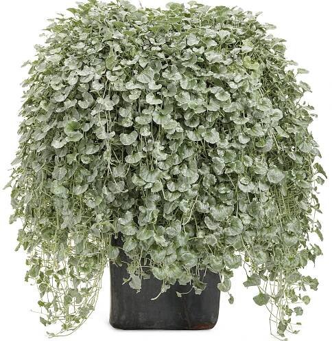 DICHONDRA SILVER FALLS LICORICE VINE