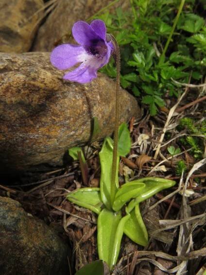 Pinguicula