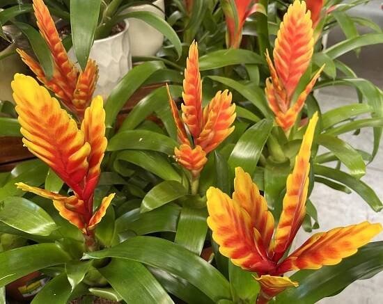 Vrízea skvelá (Vriesea splendens)