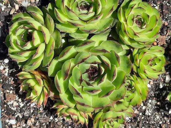 Sempervivum tectorum PIT 683